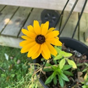 Meet your Posher, Shaneysa